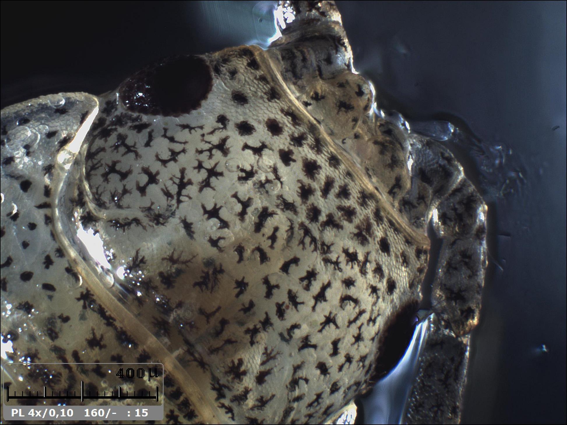 Esercitazioni in Helicon Focus